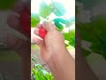 PANEN PAPRIKA MERAH #paprika #cabai #shortvideo #shorts #short