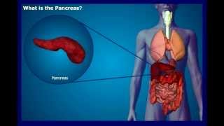 What is the Pancreas? What is the Pancreas?