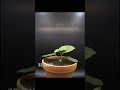 Boxlapse 💙 Baby Eggplant 🍆🍆 87 days in one minute! More on youtube, link in bio 😊 #timelapse #e