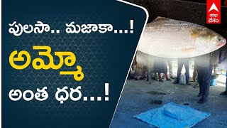 యానాంలో రూ. 50 వేలు ధర పలికిన రెండు పులసలు | Godavari Pulasa Fish | ABP Desam