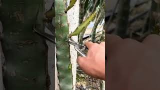 Inilah Alat Cerdas Sederhana Untuk Melakukan Pruning Pada Tanaman Buah Naga #shrots