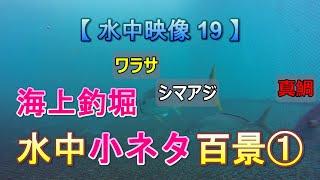 【 水中映像シリーズ 19 】海上釣堀 水中小ネタ百景