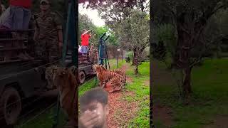 #tiger jumps to catch meat filmed slow motion #animal #tiger