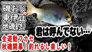 【10月秋磯② 全遊動フカセ釣り】秋磯全開。いろいろ釣れて楽しいフカセ釣り！＜中編＞　＠東伊豆・富戸エリア地磯（城ヶ崎海岸）