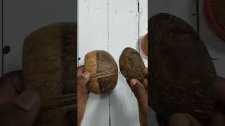 How to make plant pot with waste coconut shell : Easy craft ideas #shorts