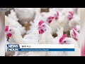 kebbi poultry farmers panic over bird flu outbreak