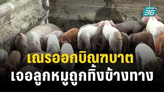 เณรออกบิณฑบาต เจอลูกหมูถูกทิ้งข้างทางรอด 68 ตาย 3 | โชว์ข่าวเช้านี้ | 18 ต.ค. 66