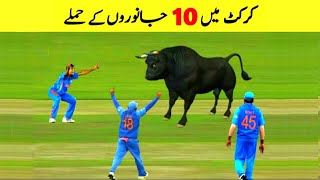 Top 10 Animal Attack in Cricket Ground