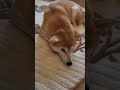 shibe is babysitting