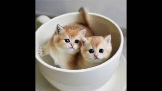 Красивые и милые котики маленькие