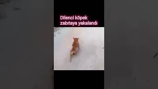 Dilenci köpek zabıtaya yakalanıyor