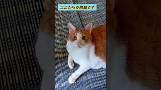 【猫クイズ】何と言ってるでしょうか6 #ぽっちゃり猫 #過保護猫 #おじいちゃん猫 #フワフワのモフモフ