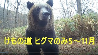 けもの道に現れたヒグマ　5月～11月