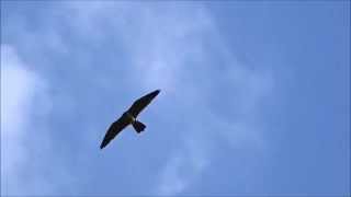 Slow-Motion: Hobby Falcons hunting / Boomvalken jagen (Falco Subbuteo)