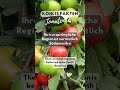 kohlis fakten über tomaten 004 tomatenwissen für genießer