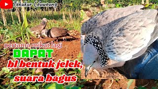 setelah 6 bulan tidak mikat, pas mikat lagi langsung jos ajaran kita @tekukurleuweung2179