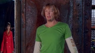 Buff Shaggy Reversed