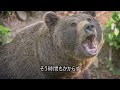 現地ガイドの猛反対を押し切り、ヒグマの近くで撮影を試みたカメラマン→絶叫の元へ向かうと、そこには熊と…「どうぶつ奇想天外 写真家襲撃事件」