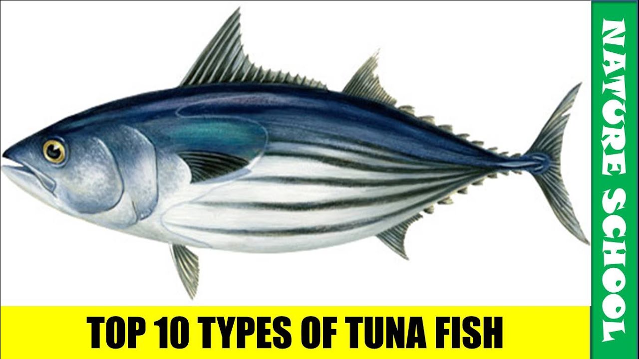 Top 10 Types Of Tuna Fish Varieties | Popular Tuna Fish Varieties ...