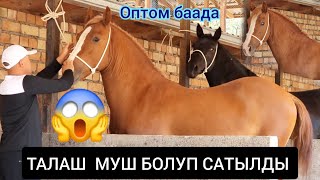 ЧЫКТЫ САТЫЛДЫ  ТАЛАШ  МУШ  ДЕЙБИ👊