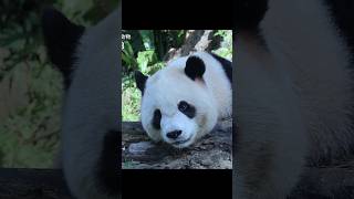 圓寶想吃茄苳果討拍秀秀 #panda #パンダ #貓熊 #台北市立動物園