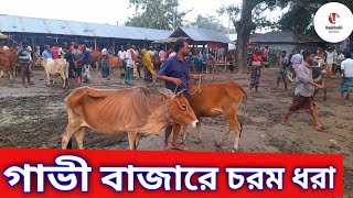 গাভী বাজারে চরম ধরা || রাজশাহী তাহেরপুর গরুর হাট || শুক্রবার || new cow prices video 18/10/ 2024