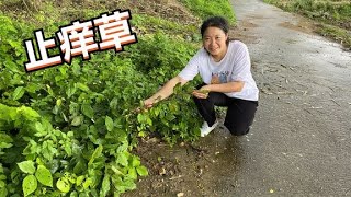 泛滥成灾的火炭母有毒，老人称之为“止痒草”，用来煮水帮助大