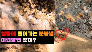 삼형제토종벌이야기/드디어담았습니다!!/설통으로분봉들어오는장면