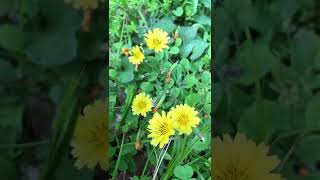 1597#道端の草花#ジシバリ#地縛り#小山内裏公園#Roadside flowers#Ixeris stolonifera＃Oyamadairi Park#20220502