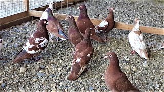 MEULEMANS RACING PIGEONS