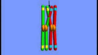 Meiosis - Crossing Over.mpg