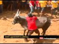 jallikattu conducted in theni pallavarayan patti