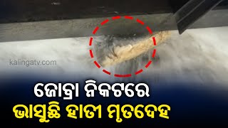 Operation Underway To Rescue Elephant Carcass From Jobra Barrage || KalingaTV