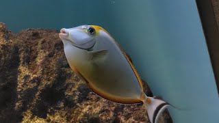 ミヤコテングハギ　(島根県立しまね海洋館アクアス/島根県)