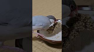 【粟穂を振り回しながら食べる文鳥】#シルバー文鳥のぎんちゃん #鳥 #shorts