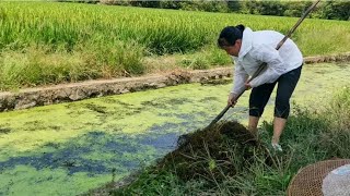 温度高了小水库里的草鱼越来越疯狂一天四五百斤草一两个小时吃完