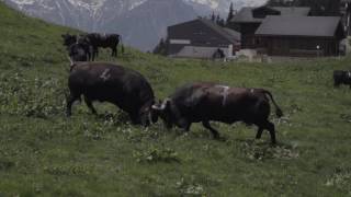 Alpaufzug 2017 Bettmeralp - Ringkuhkampf der Eringerkühe