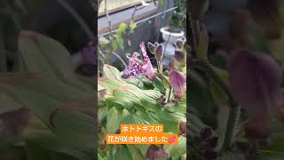 秋ですね！『ホトトギス』の花が咲き始めました💕