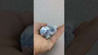 2024.4.6生まれ　ｺﾊﾞﾙﾄﾐｽﾃｨSF♂ #うさぎ堂 #parrot