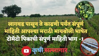 टोमॅटो पिकाची संपुर्ण माहिती भाग -1 | tomato information| लागवड ते काढणी पूर्ण माहिती मराठी