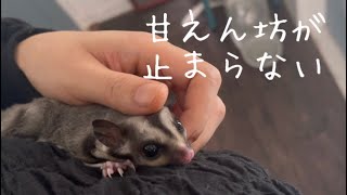 ずっとなでてほしいフクロモモンガ❤️クランちゃん❤️ I'm stroking an owl monga.cute