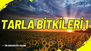 🌱 Tarla Bitkileri 1: Doğanın Gücünü Keşfedin! | TRM104U 🌾