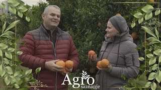 AGROSAZNANJE - Dok se agrumi uvoze naši proizvođači gledaju kako im plodovi propadaju