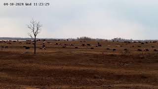 8 Acres Live Stream/Organic bred heifers getting winter feed due to start calving May 1st