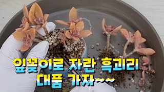 흑괴리 다육이 잎꽂이로 큰 아이들 큰집으로 이사해요~~^^ #흑괴리잎꽂이