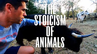 How Animals Bring You Stillness & Peace (A Secret to Stoicism)