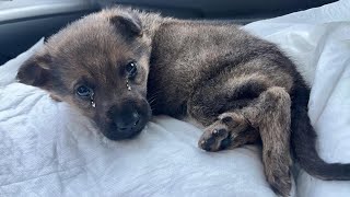 Dumped on the street, the puppy is turning in different directions, can not hold