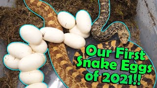 The First Bullsnake Eggs of the Year!! Stripey's Clutch!