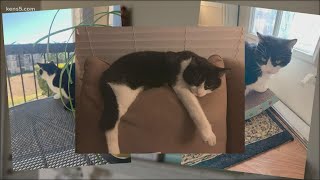 Air Force veteran searching for missing therapy cat