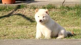 柴犬子犬白柴雌ID:1353　2011.9.26生まれ　2011.11.4撮影 柴犬.net  shiba inu